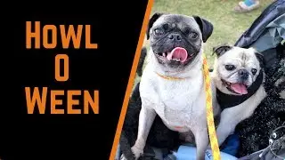 Pug and Pugs at Howloween Festival 2017