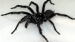 Sydney Funnel Web Spider - Aggressive Extremely Deadly & Beautiful