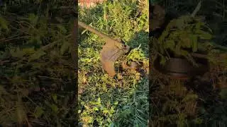 Техника использования электротриммера