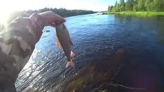 РЫБАЛКА НА ТАЕЖНОЙ РЕКЕ / ХАРИУС, ЩУКА, ОКУНЬ НА СПИННИНГ /  РЫБАЛКА В КАРЕЛИИ