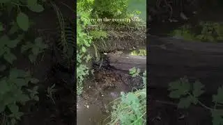 Peace by the brook. Take 3 deep breaths to reset. #relax #deepbreathing #mindfulness