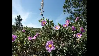 Ладанник Крымский   .Продолжение.
