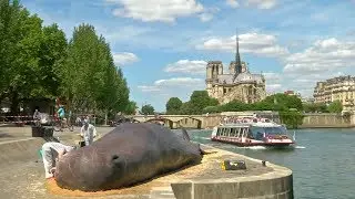 Toter Pottwal in Paris