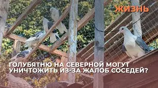 Голубятню на Северной могут уничтожить из-за жалоб соседей?