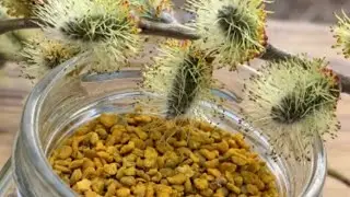 Как собирается цветочная пыльца Пчелиная обножка