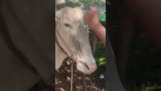 Bullock Cart