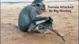 Breaking News,Poor Baby Monkey Daniela Attacked By Big Monkey,Pity Baby Monkey Hungry Very Much