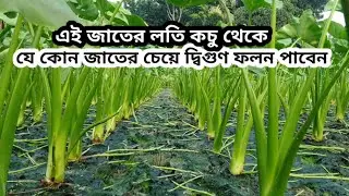 এই জাতের লতিকচু থেকে যে কোন জাতের চেয়ে দ্বিগুণ ফলন পাবেন | Lotiraj Kochu #Kochu #Farming