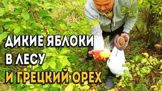 Поехали в лес по орехи и яблоки/ Дары Кубани