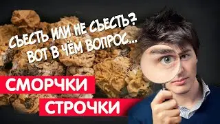 Сморчки , строчки... Съесть или выкинуть? Вот в чем вопрос... #отпусксбмв