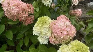 Обрезка 2-х летних гортензий Бобо и Сандей Фрейз.