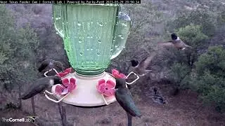 Hummingbirds Swarm West Texas Feeders as Night Approaches | May 29, 2023