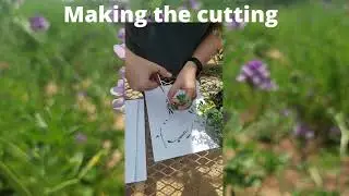 How to Make Alfalfa Cuttings, by Holly Wright