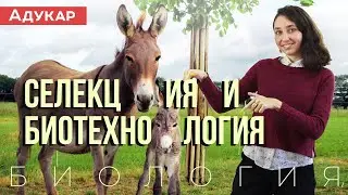 Селекция и биотехнология | Биология ЕГЭ, ЦТ