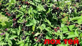 👍👍ЛОХ ТЕЙ - РАННИЙ СОРТ ОЧЕНЬ ВКУСНОЙ ЕЖЕВИКИ
