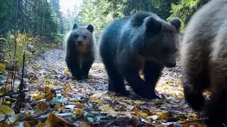 Все в лес: медвежьи истории