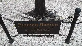 Дерево Любви в Краснодаре