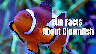 Clownfish Fun Facts - Amazing Facts About Clownfish