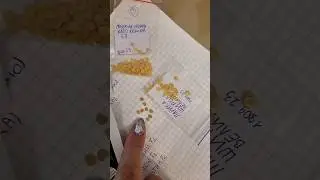 СЕЮ СЕМЕНА ПЕРЦА И ПРОЗРЕВАЮ 👀      👀     👀
