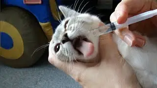 Котенок заболел, но лекарства пить не хочет.