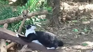 a pair of birds attack a cat