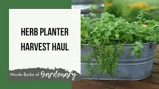 Herb Planter Box Harvest and HAUL