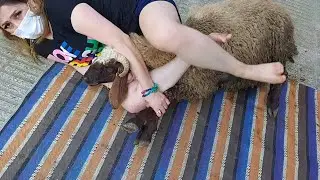 woman butcher goat/ Educational preview