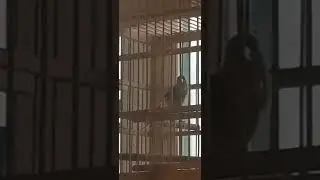 пение канареек