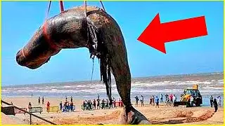 Крым ВЗДРОГНУЛ! Рыбаки в ПАНИКЕ после осмотра сетей. Найден КАРАДАГСКИЙ ГАД! Монстры КРЫМА 2020.