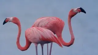 Flamingos find sanctuary on the island of Bonaire | In collaboration with Royal Caribbean