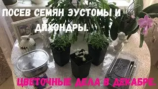 Посадка семян эустомы и дихондры. Цветочные дела в декабре.