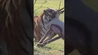 Rescued Tiger 