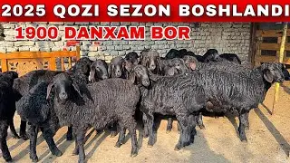 ISLOMJONGA ARZON NARXDA UDAR QOZILAR KELDI