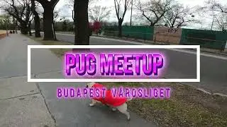 GoPro Hero 8 - Pug Meetup, Budapest Városliget