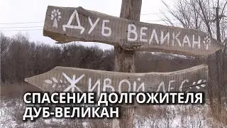 В Саратове эко-активисты спасают дуб-долгожитель