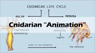 CNIDARIANS | Biology Animation