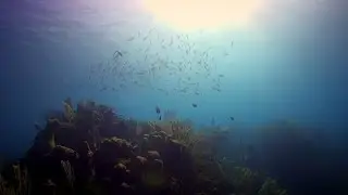 Diving isn’t a sport — it’s so much more | In collaboration with Royal Caribbean