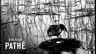 Secrets Of Nature - Great Crested Grebe (1931)