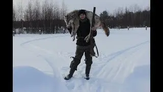 Охота на волка или месть.
