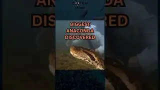 Unveiling the Largest Snake Ever Discovered