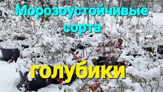 Зимостойкие сорта голубики. Выводы!!!