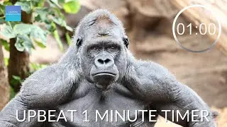 Countdown Timer 1 Minute With Music - ⏲ Gorilla pack up time music, 1 minute timer with upbeat music