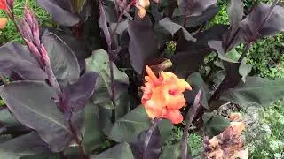 СВОБОДОЛЮБИВОЕ РАСТЕНИЕ! КАННА!