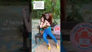 si orang hutan menang banyak