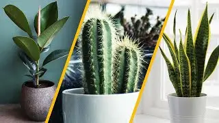 10 Most Beautiful and Easy-to-Care-For Plants