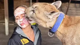 I Let My Pet Puma Lick My Face