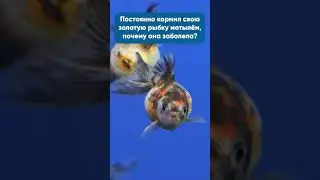 Золотые рыбки: ответы на частые вопросы 