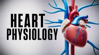 The Cardiac Cycle Simplified - What You Need to Know