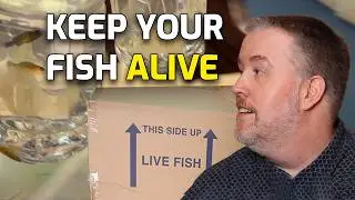 How to Ship Aquarium Fish (aka Cory gets New Fish!)