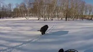 кабан жирный на тропе етек не отстает